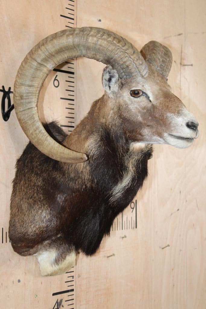 MOUFLON Shoulder Mount - 2
