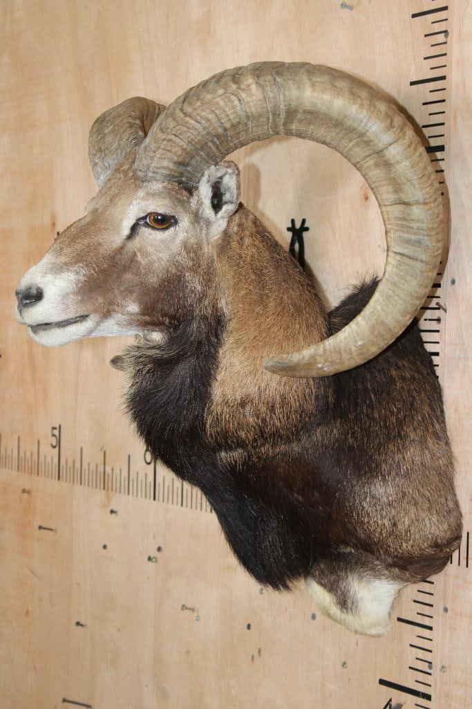 MOUFLON Shoulder Mount - 3