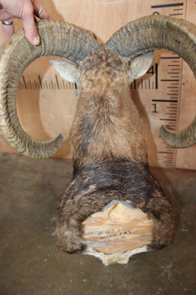MOUFLON Shoulder Mount - 4