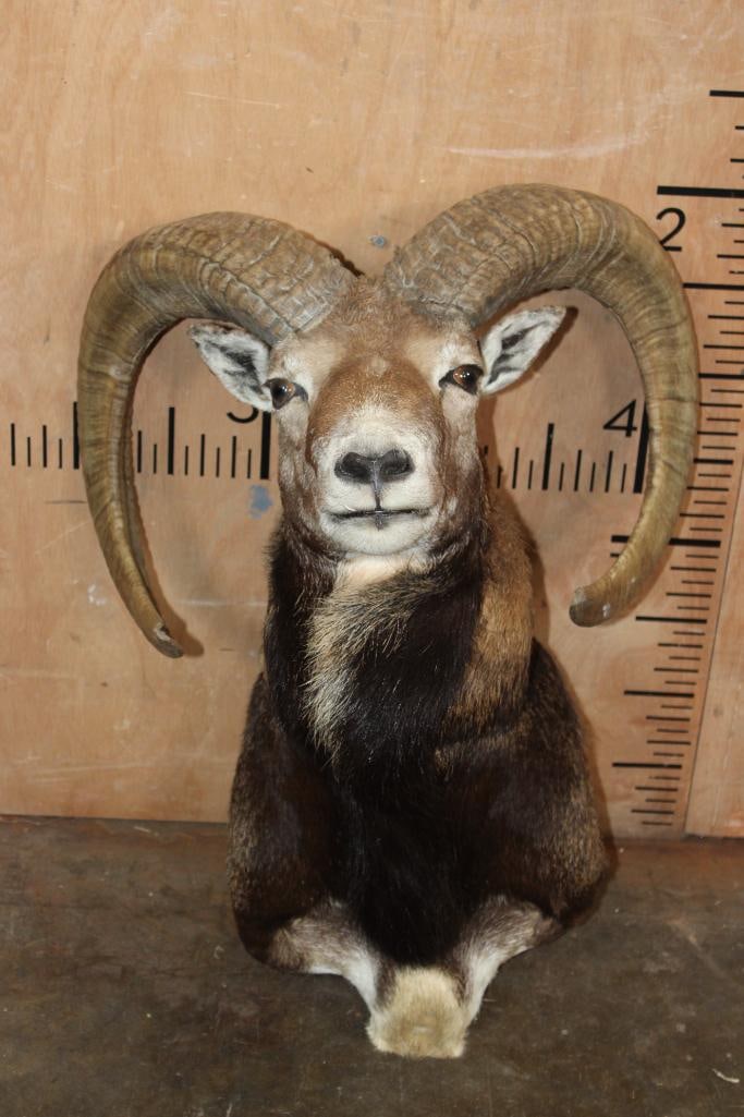 MOUFLON Shoulder Mount - 5
