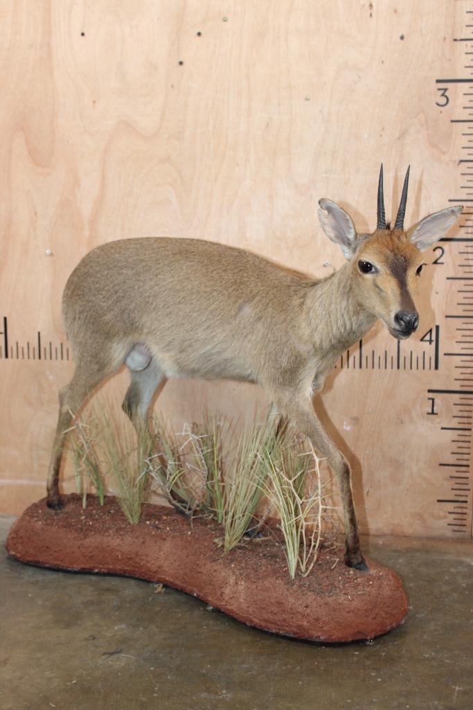 Life-sized COMMON DUIKER on a Natural Base (1 of 7)