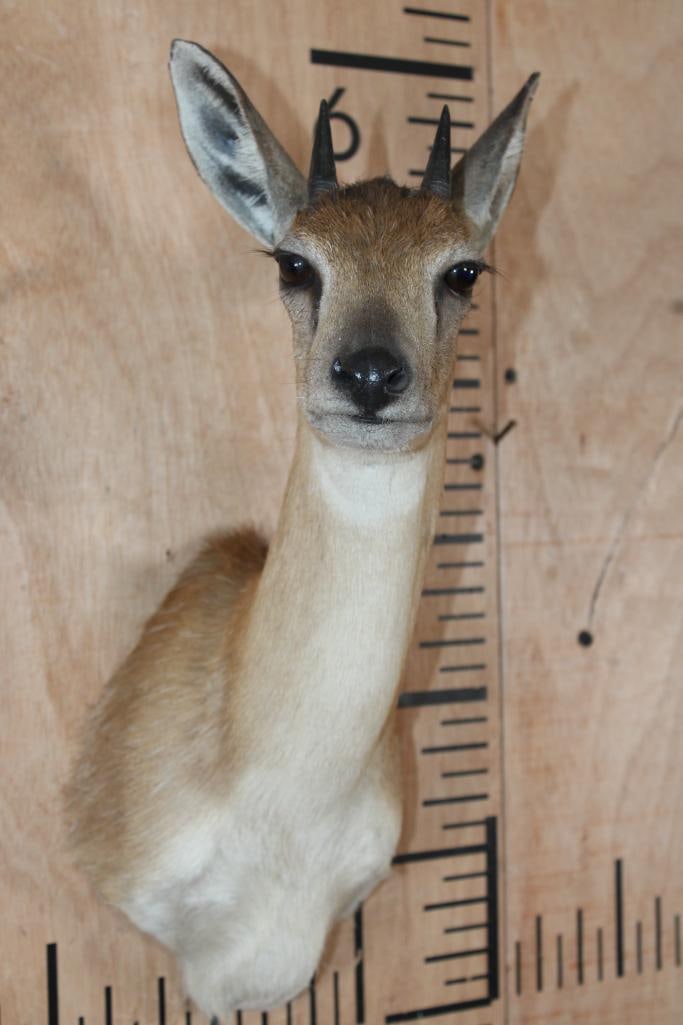 SHARP'S GRYSBOK Shoulder Mount - 2