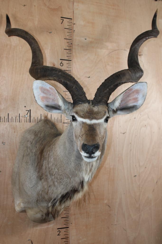 Big KUDU Shoulder Mount (1 of 6)