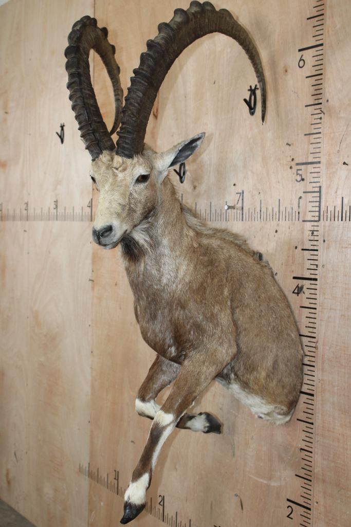 Big Half-body NUBIAN IBEX (1 of 8)