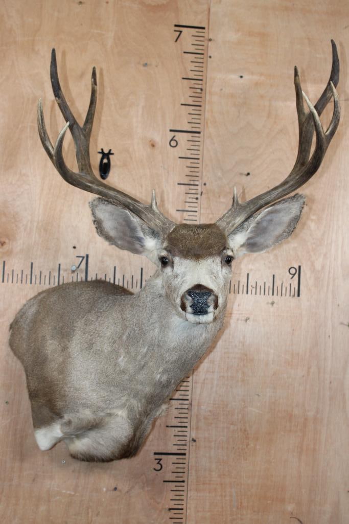 10-Point MULE DEER Wall Pedestal Mount: Nice, Clean, and Newer 10-Point MULE DEER Wall Pedestal Mount. It has a 25" Spread and is in Good Condition. TAXIDERMY 