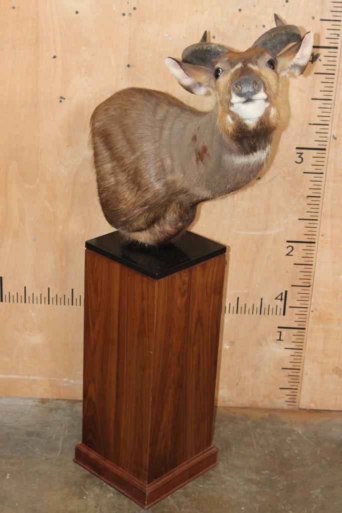 SITATUNGA Pedestal Mount - 2