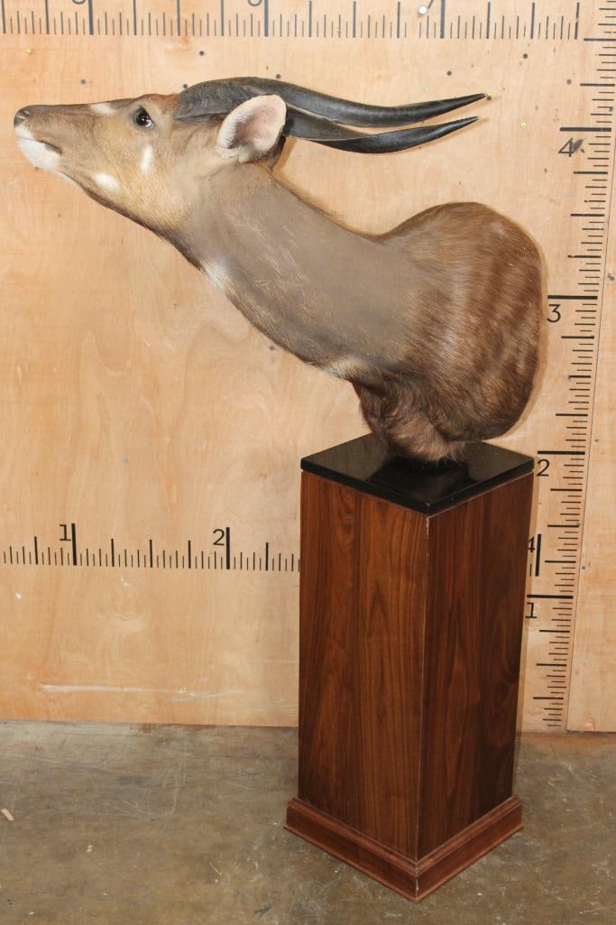 SITATUNGA Pedestal Mount - 3