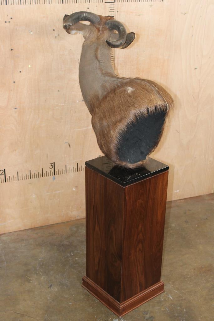 SITATUNGA Pedestal Mount - 4