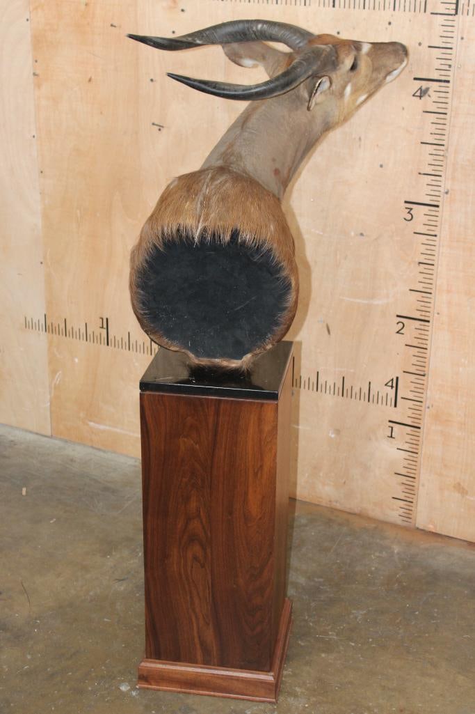 SITATUNGA Pedestal Mount - 5