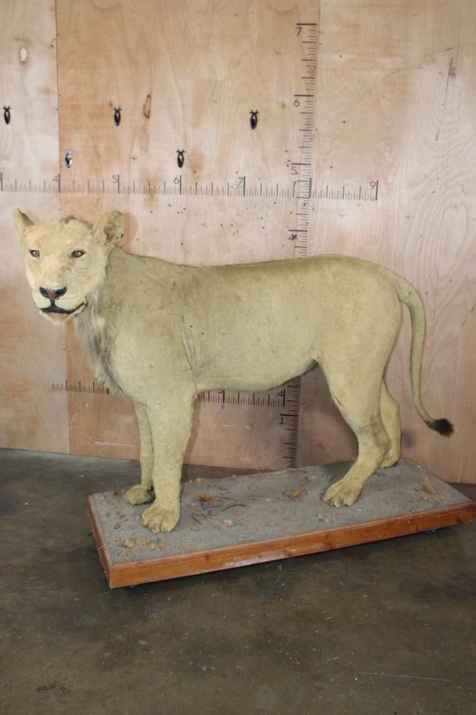 *TEXAS RESIDENCE ONLY* Life-sized AFRICAN LION on a Wood Base with Wheels (1 of 11)