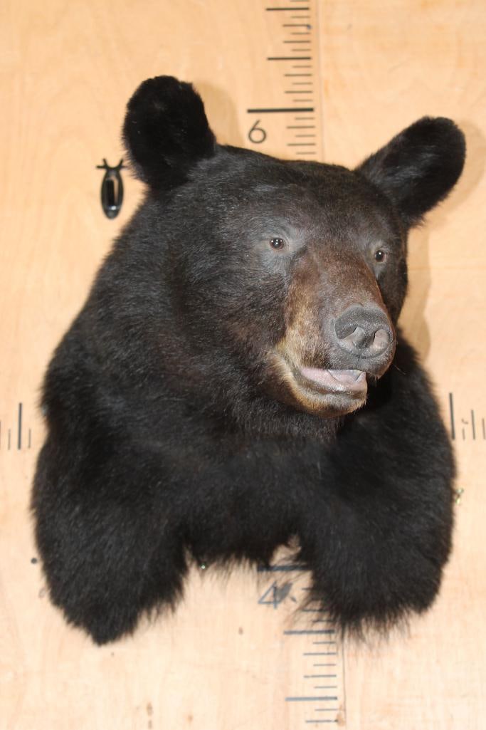 BLACK BEAR Shoulder Mount - 2