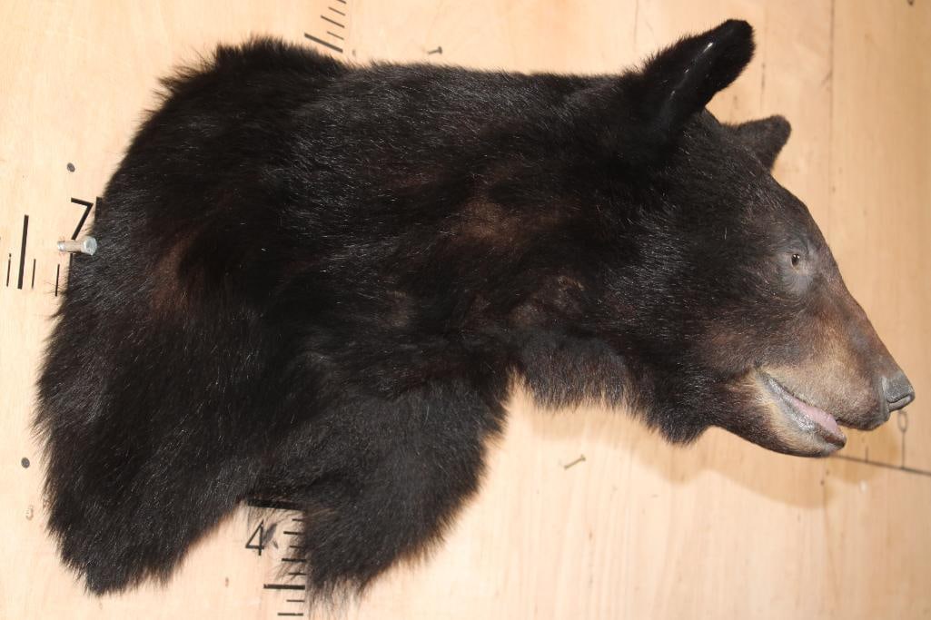 BLACK BEAR Shoulder Mount - 3