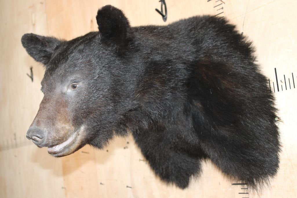 BLACK BEAR Shoulder Mount - 4