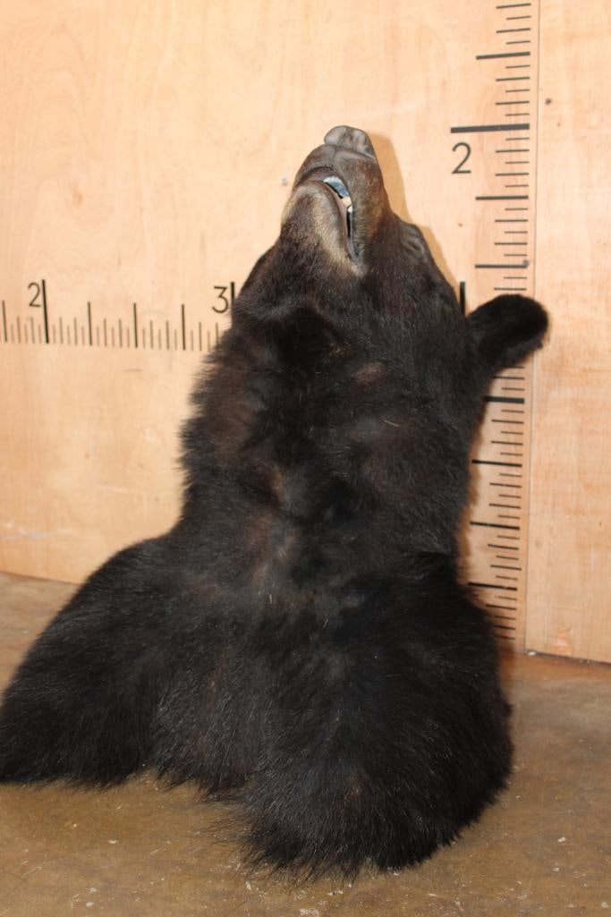 BLACK BEAR Shoulder Mount - 5