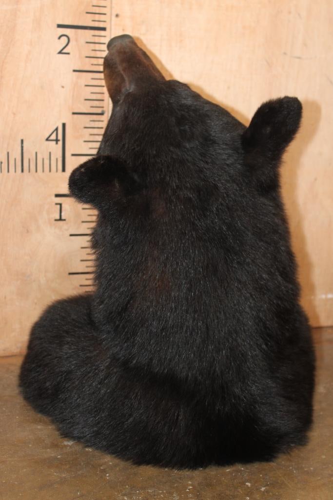 BLACK BEAR Shoulder Mount - 6