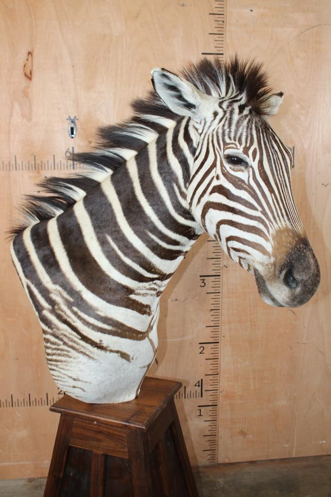 ZEBRA Pedestal Mount - 3