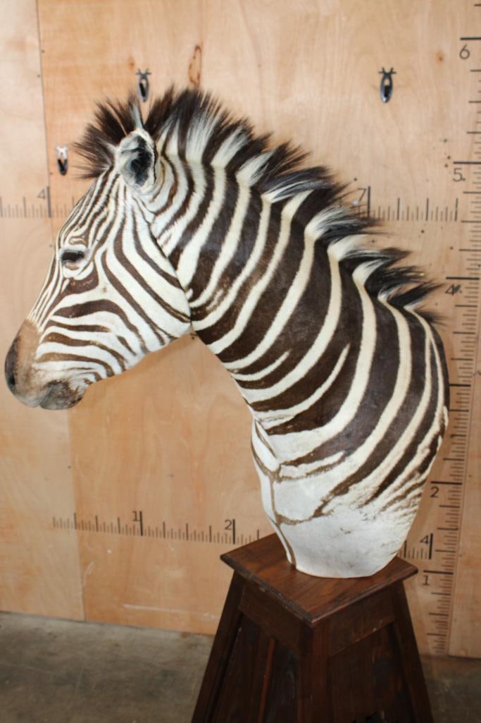 ZEBRA Pedestal Mount - 4