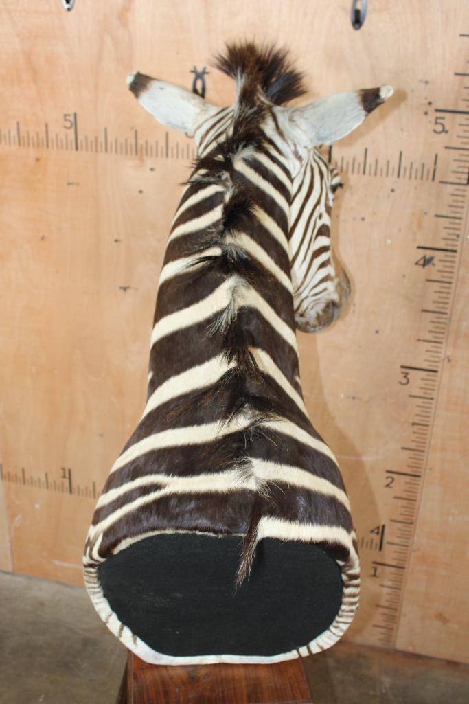 ZEBRA Pedestal Mount - 7