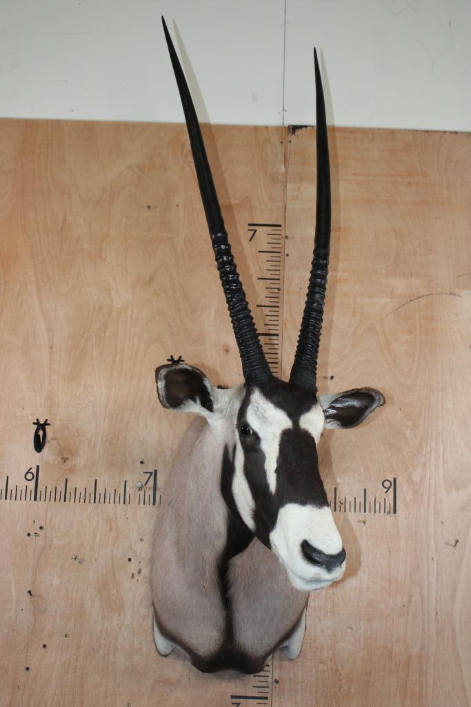 GEMSBOK Shoulder Mount - 2