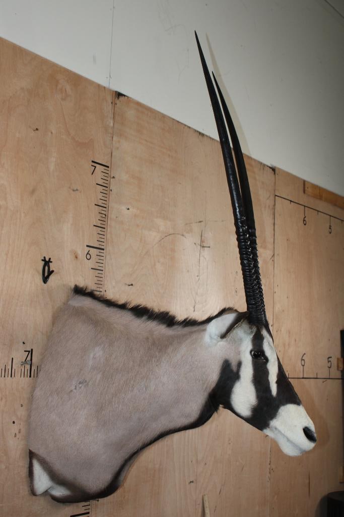 GEMSBOK Shoulder Mount - 3
