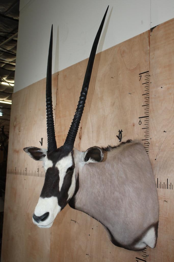 GEMSBOK Shoulder Mount - 4