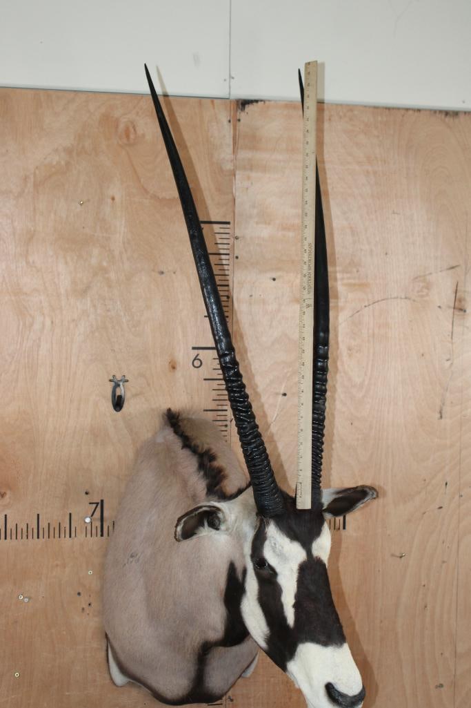 GEMSBOK Shoulder Mount - 7