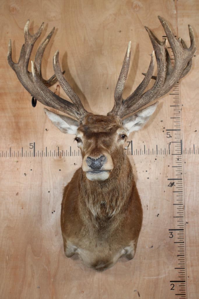 XL 24-Point RED STAG Shoulder Mount (1 of 7)