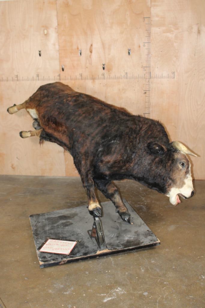 XXL Life-sized "Bucking" BULL on a Custom Metal Stand (1 of 15)