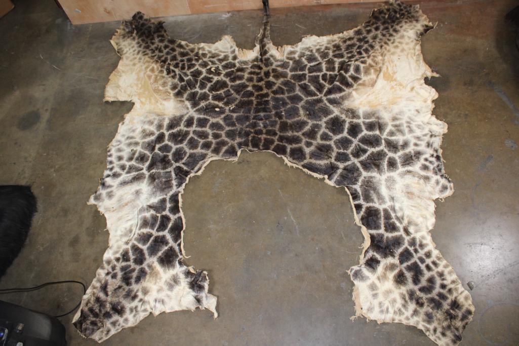GIRAFFE Back and Leg Hide: Nice and Clean GIRAFFE Back and Leg Hide (minus the shoulder mount cape). It measures 10' Long x 10' Wide and has beautiful dark spots. TAXIDERMY HIDES 