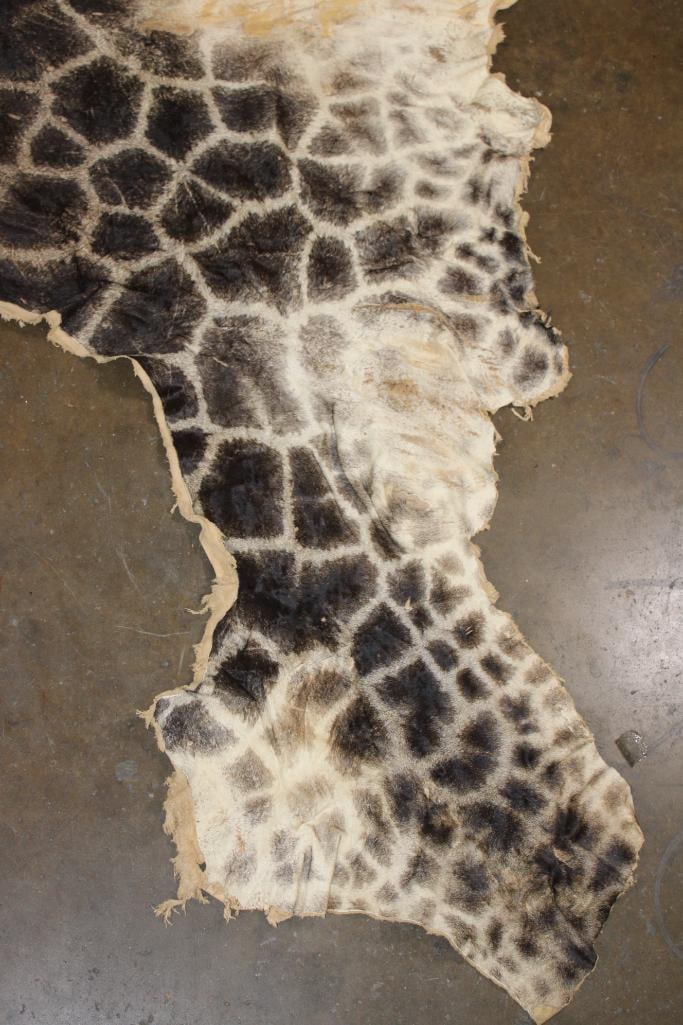 GIRAFFE Back and Leg Hide - 3