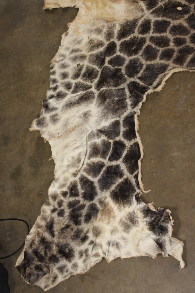 GIRAFFE Back and Leg Hide - 4