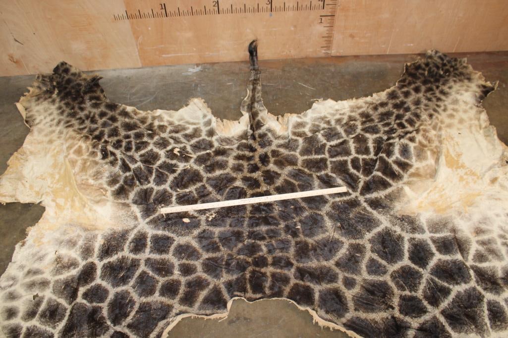 GIRAFFE Back and Leg Hide - 5