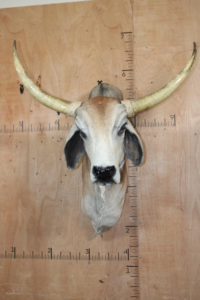Big American BRAHMAN COW or BRAHMAN BULL Shoulder Mount: Big American BRAHMAN COW or BULL Shoulder Mount. It has a 44.5" Spread and is in Good Condition. TAXIDERMY 