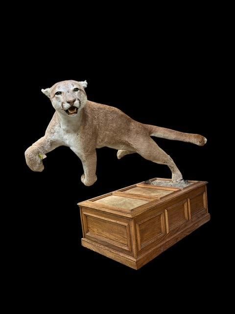 Life-sized "Leaping" MOUNTAIN LION or COUGAR on a Wood Habitat Base (1 of 9)