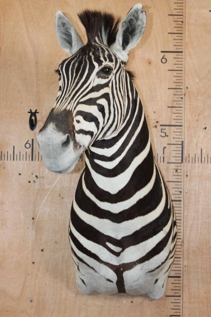 ZEBRA Shoulder Mount - 2