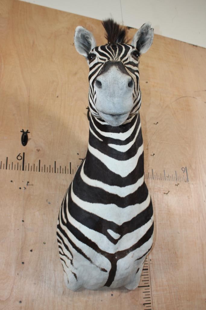 ZEBRA Shoulder Mount - 7