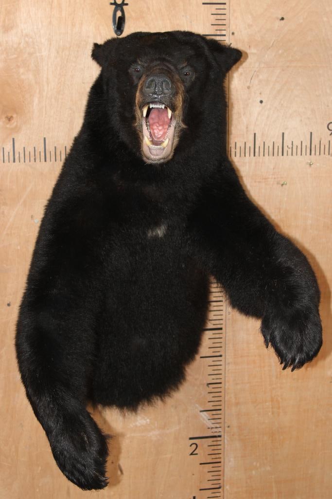 "Snarling" Half-body BLACK BEAR Mount (1 of 7)