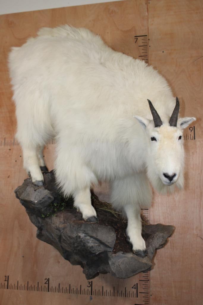 Big Life-sized MOUNTAIN GOAT on a Rock Wall Hanging Base (1 of 8)