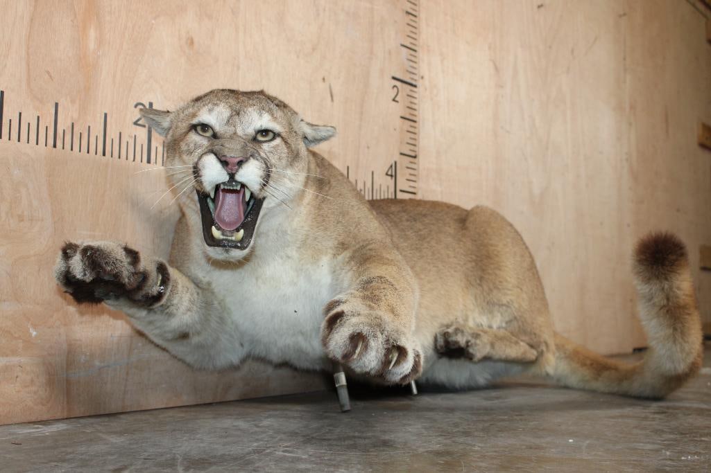 Life-sized "Laying" MOUNTAIN LION on 2 Bolts with No Base (1 of 9)