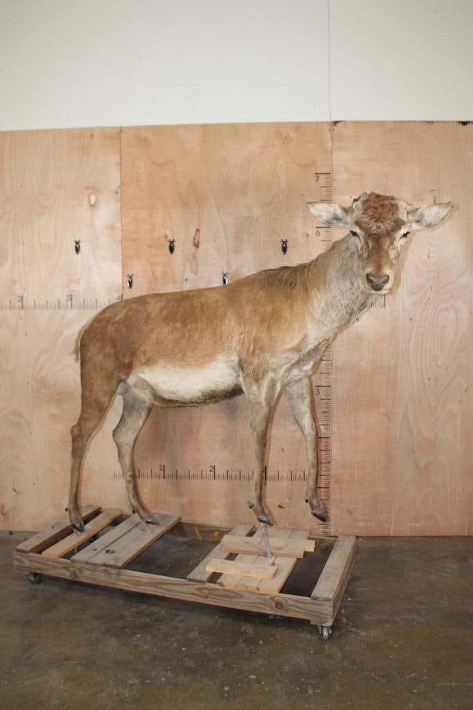 Life-sized RED STAG "Ready Mount" on a Wood Frame Base with Wheels (1 of 9)