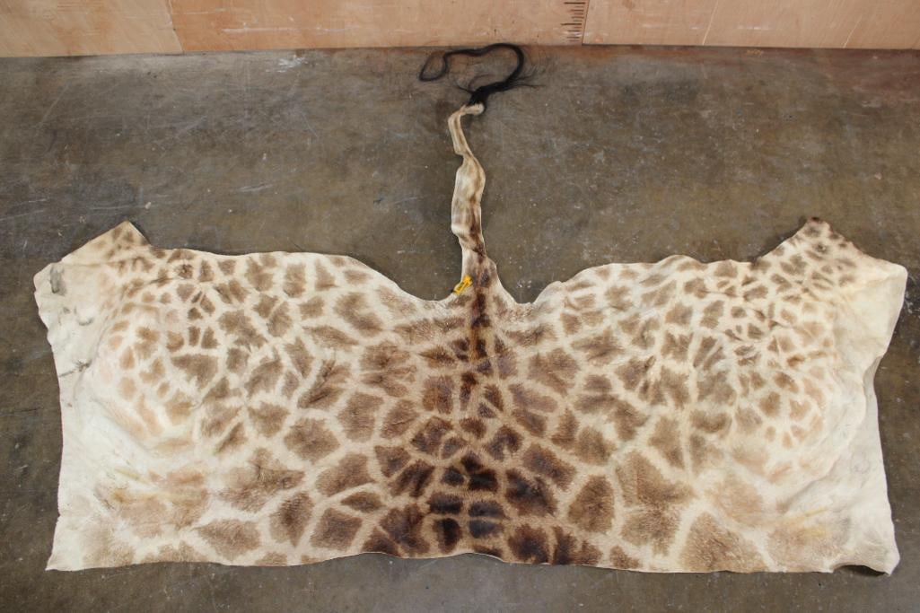 GIRAFFE Back Hide: Nice and Clean GIRAFFE Back Hide with Dark Spots. It measures 88" Long x 65" Wide and is in Good Condition. TAXIDERMY HIDES 