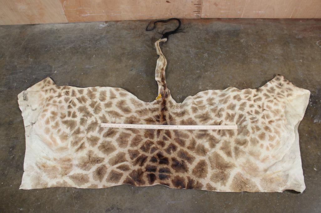 GIRAFFE Back Hide - 2