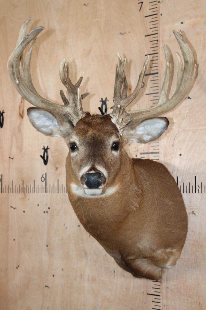 Heavy XL 25-Point WHITETAIL DEER Shoulder Mount with a 288 Score: Nice, Clean, and Heavy XL 25-Point WHITETAIL DEER Shoulder Mount. It has a 24" Spread with a 288 Score (written on the back). It is in Good Condition. TAXIDERMY 