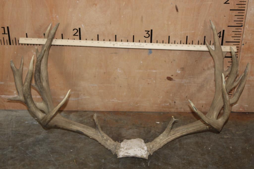 XXL 22-Point MULE DEER Antler Rack on a Skull Cap (1 of 7)