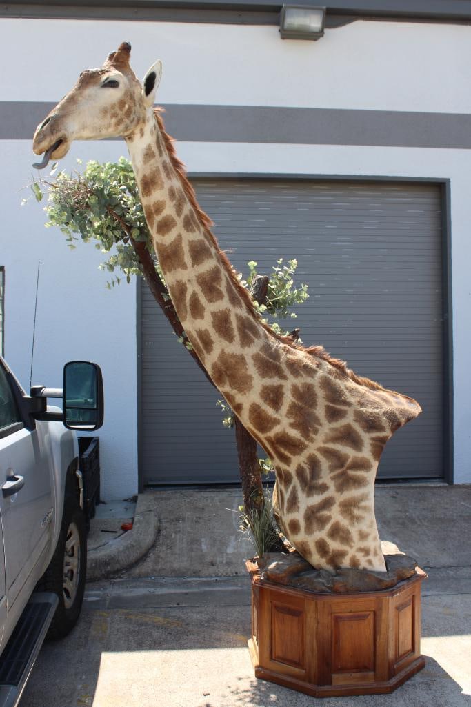 GIRAFFE Pedestal Mount - 2