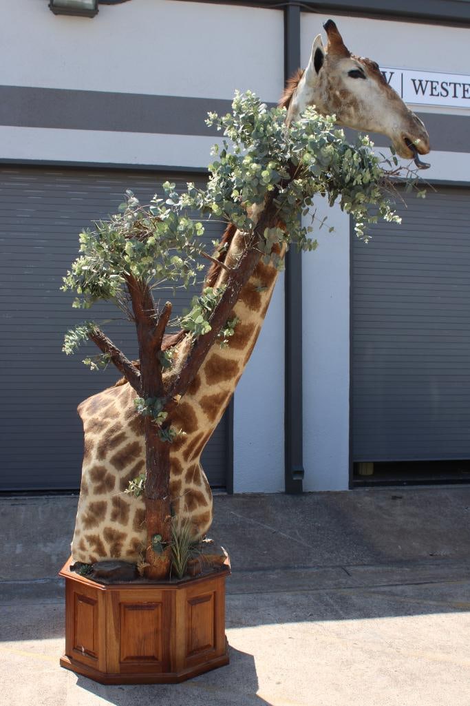 GIRAFFE Pedestal Mount - 3
