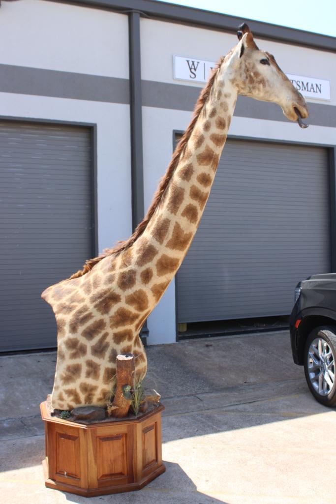 GIRAFFE Pedestal Mount - 4