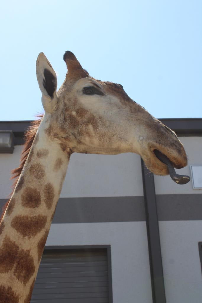 GIRAFFE Pedestal Mount - 5