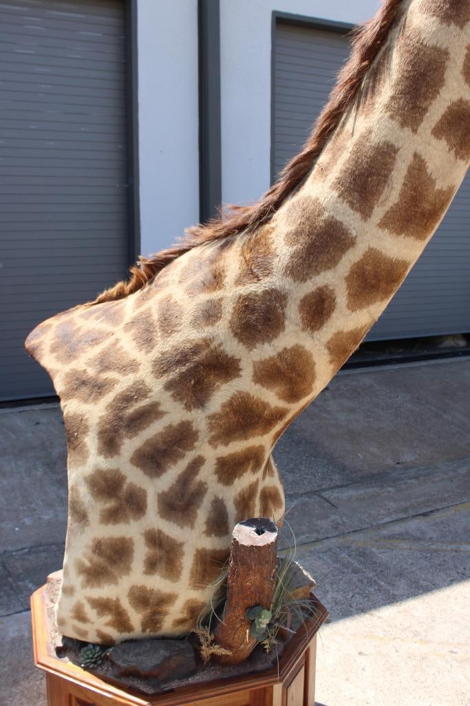 GIRAFFE Pedestal Mount - 6