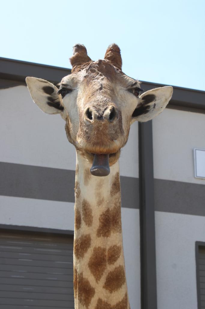 GIRAFFE Pedestal Mount - 8